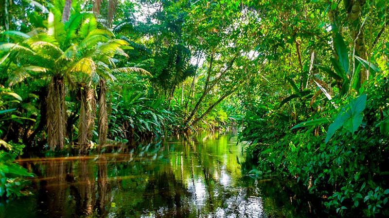Amazon Jungle Yasuni Ecuador 800