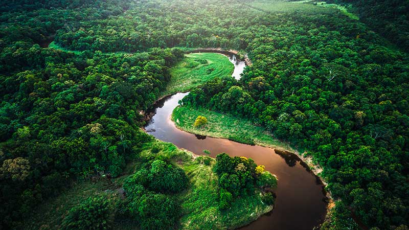 mata atlantica atlantic forest in brazil royalty free image credito Getty Images 800
